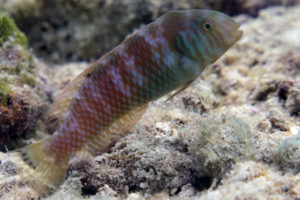 Female Green Razorfish