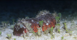 sea-cucumber-female