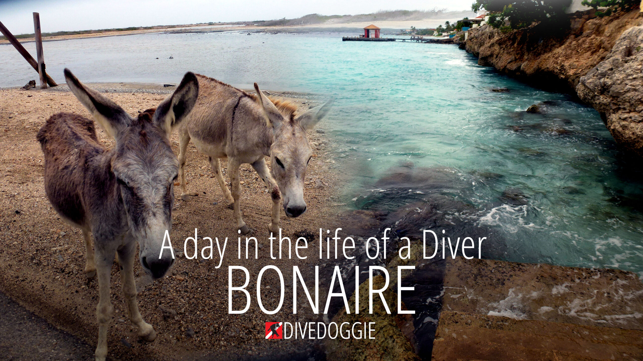 A Day in the Life of a Diver - Bonaire