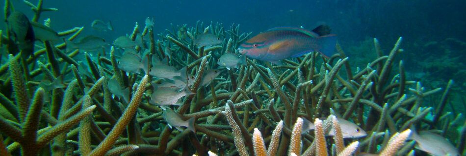 staghorn coral resoration