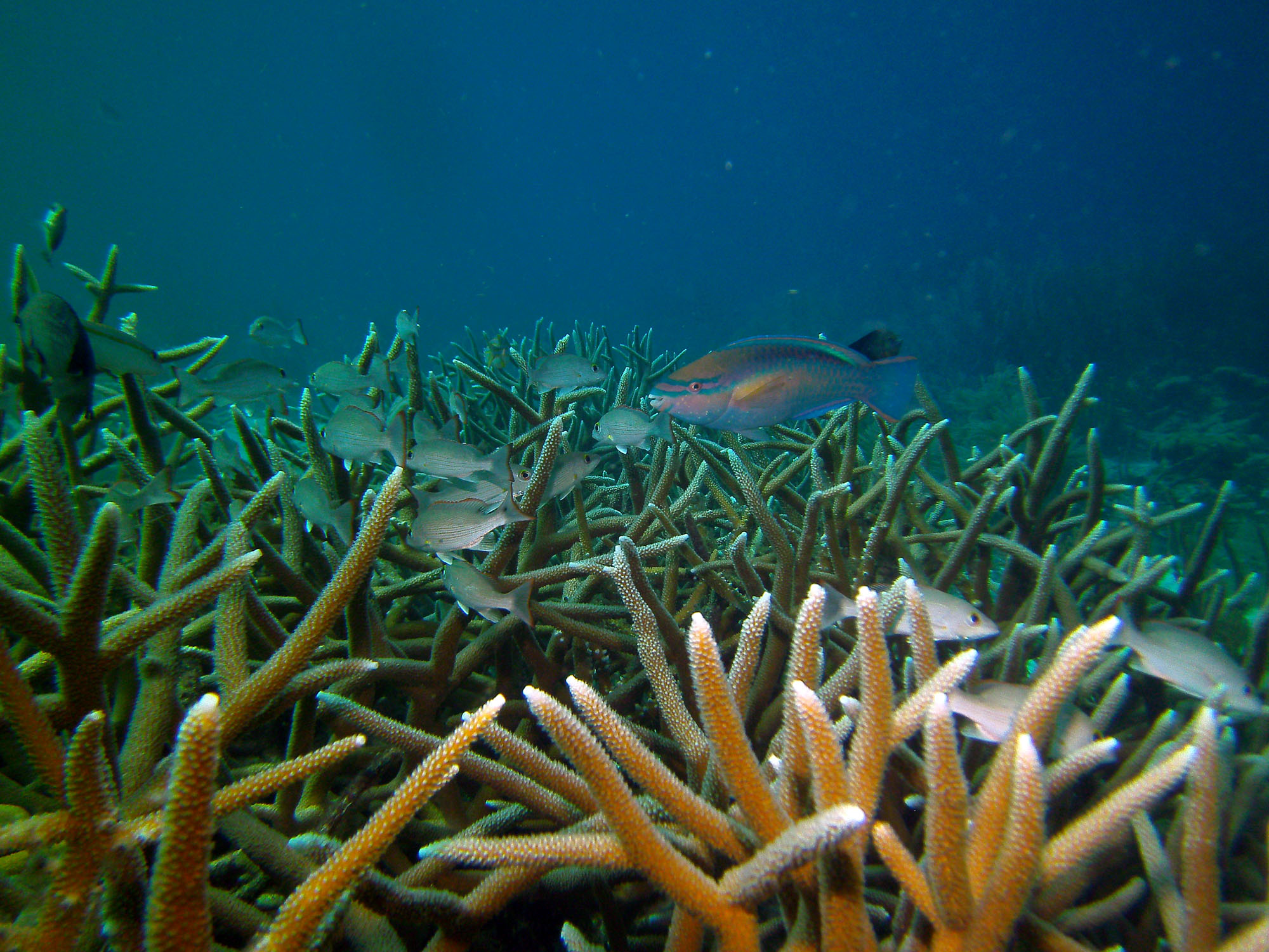 staghorn coral resoration