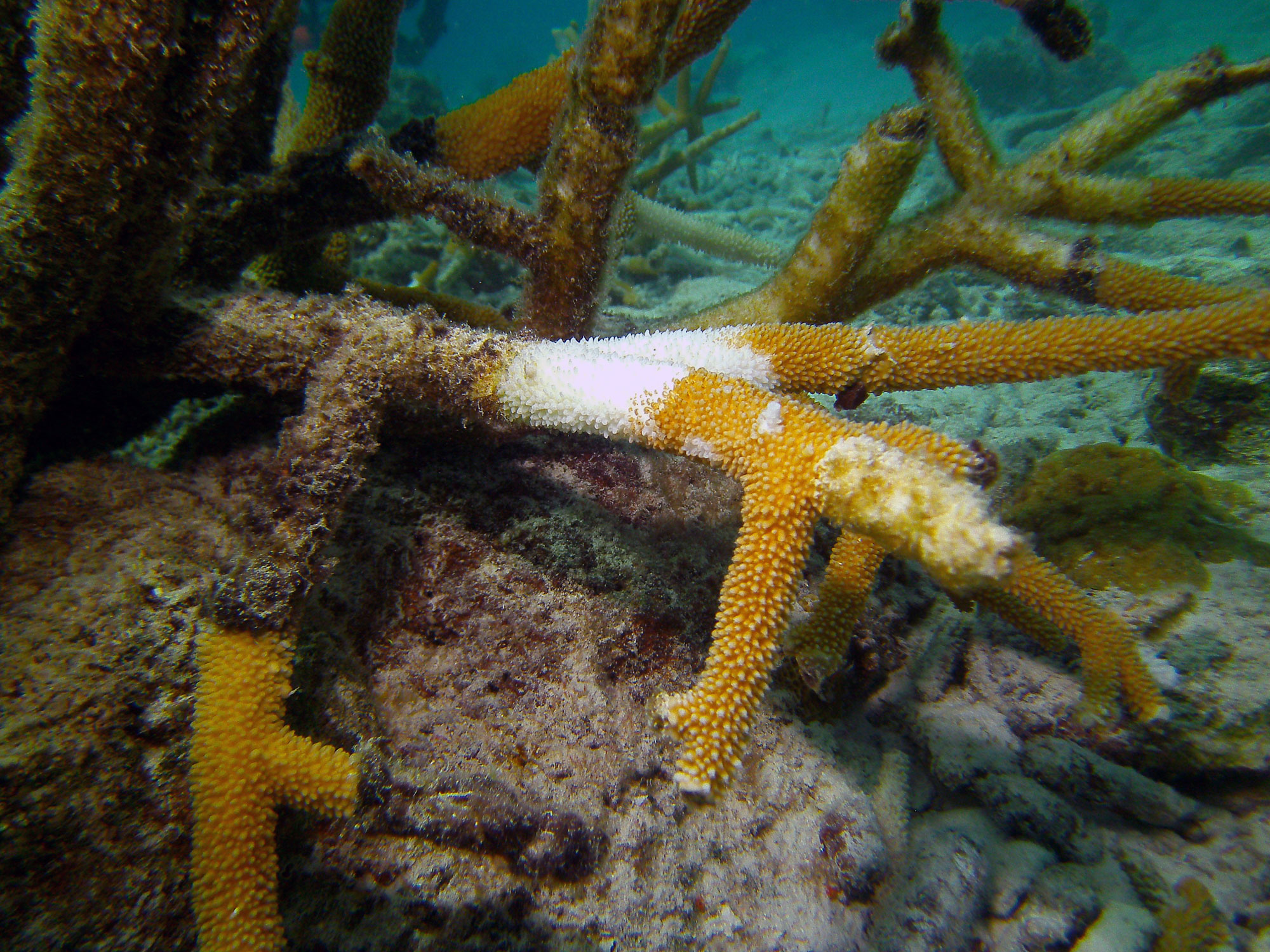 coral with algae