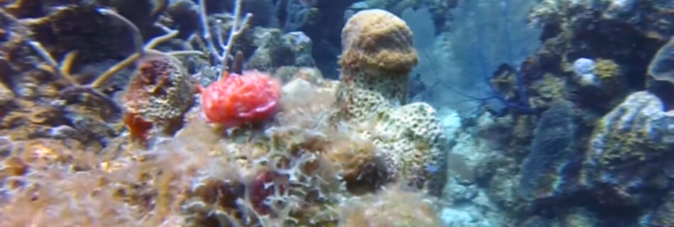 red sea slug nudebranch