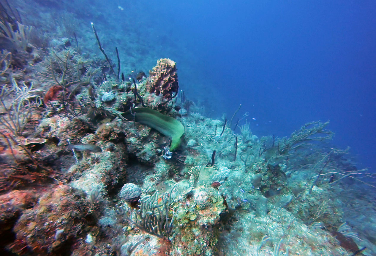 Moray Eel vs Lionfish over Coral Reef