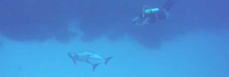 scuba diving with wild dolphins