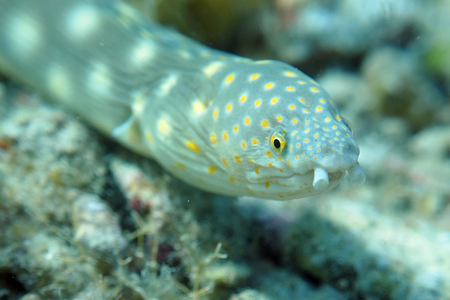 Sharptail Eel vs a Crab DiveDoggie, LLC