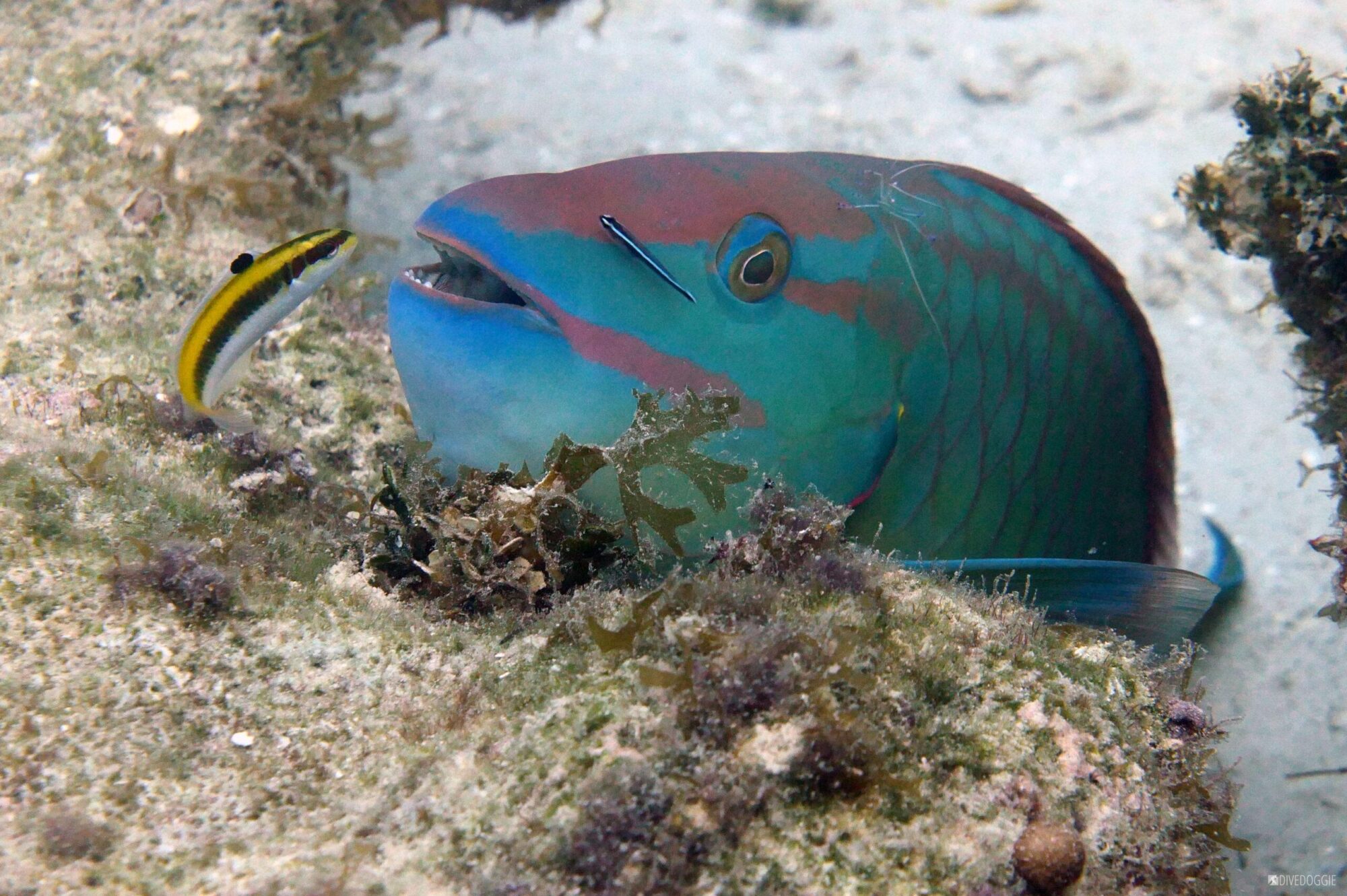 parrot fish cleaner wrasse