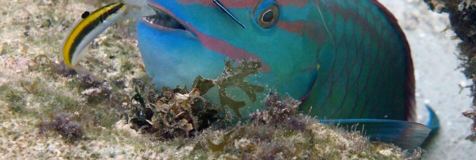 parrot fish cleaner wrasse