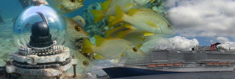 ZoeCoral Cruise Ship Fish