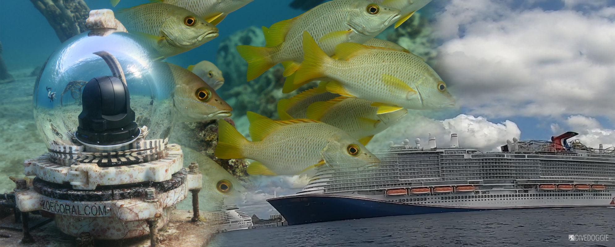 ZoeCoral Cruise Ship Fish