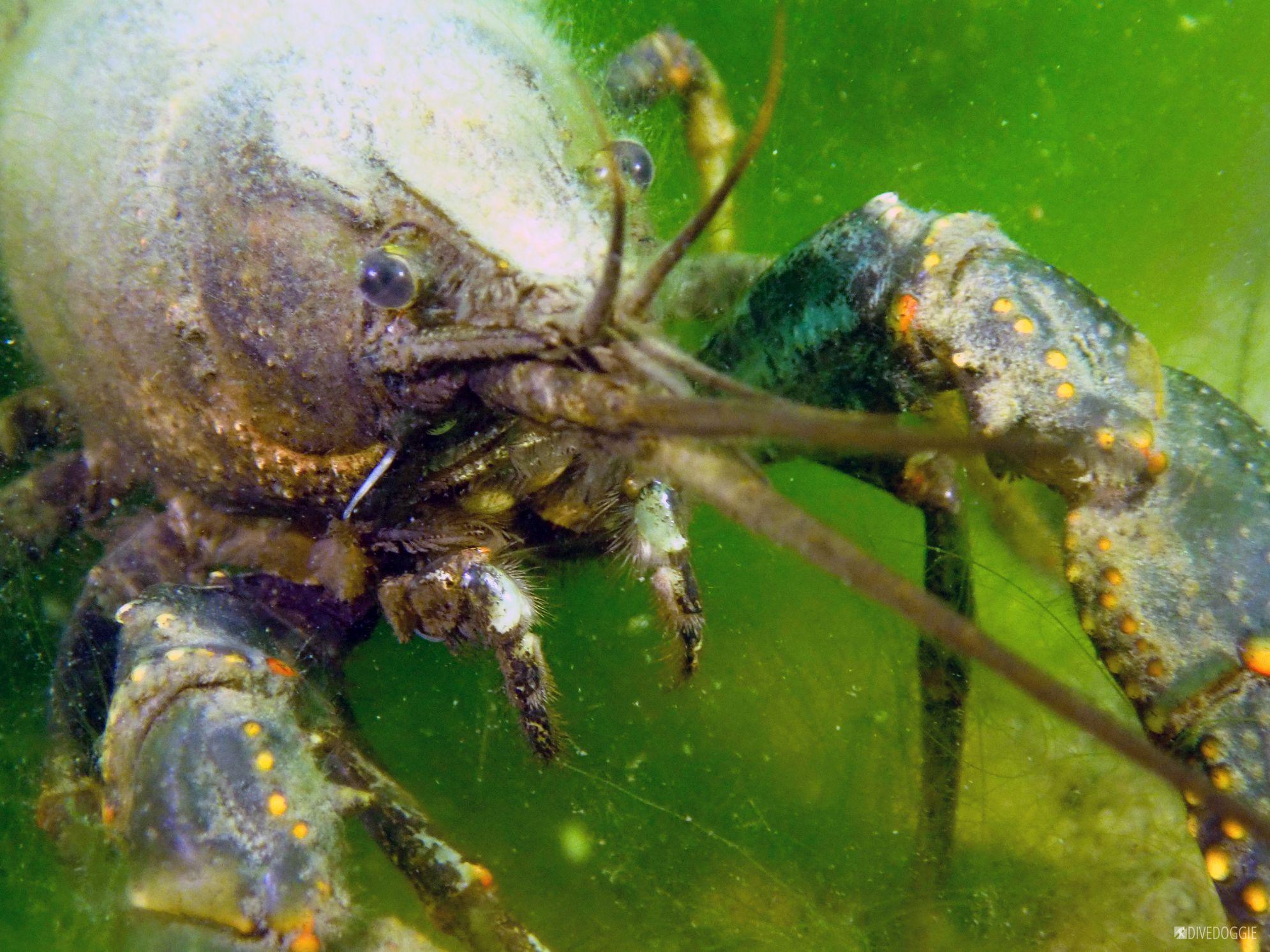 Aurora Reservoir Crawdad