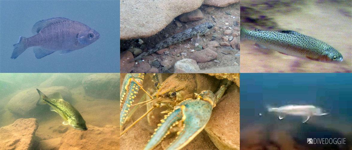 Colorado Freshwater Fish