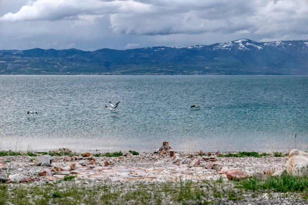 Pelicans landing on Bear Lake.