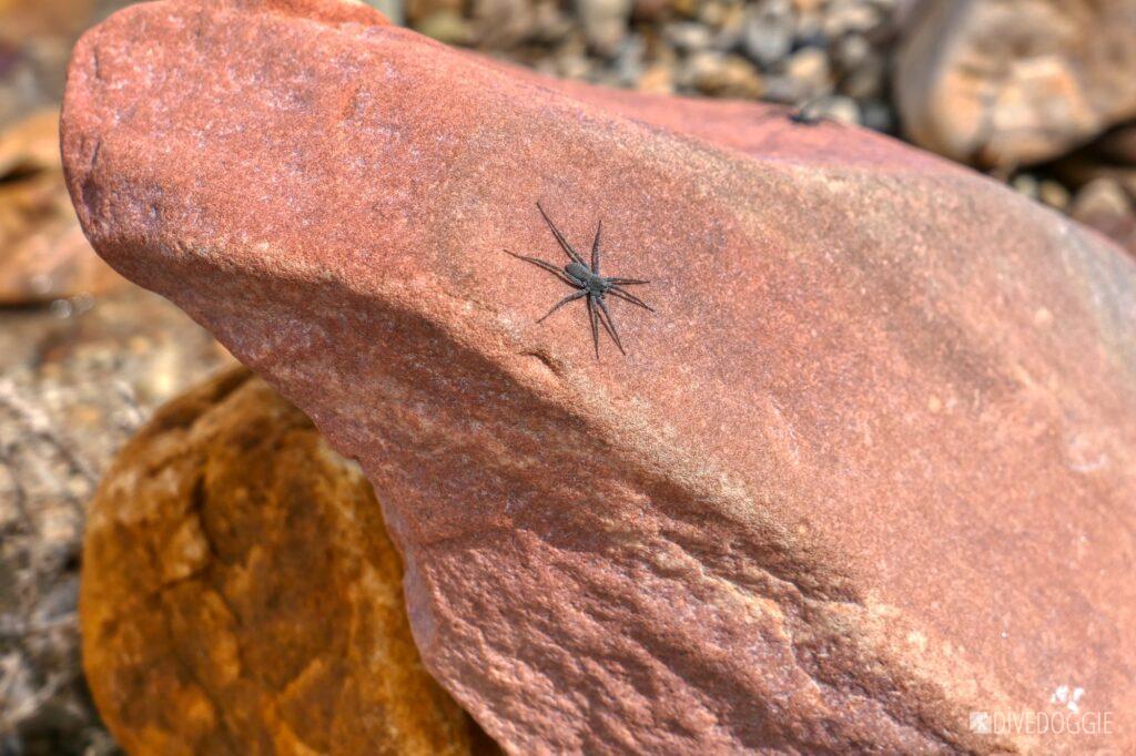 A spider on the sandstone.