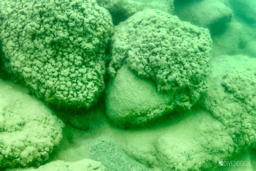 Rocks covered in algae.