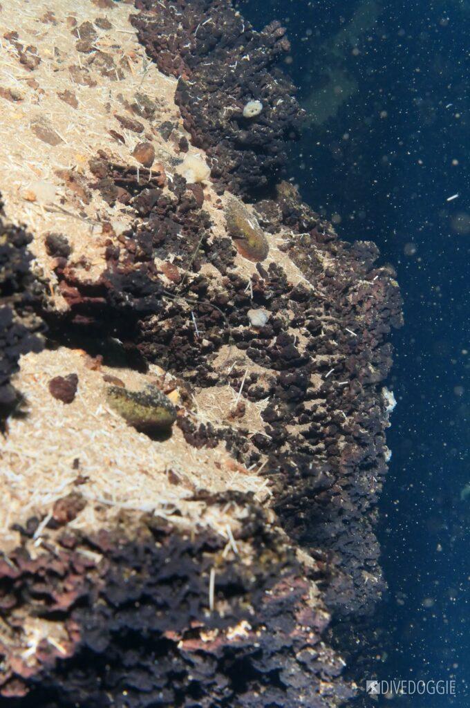 Interesting rocks, debris, sand, sponges.