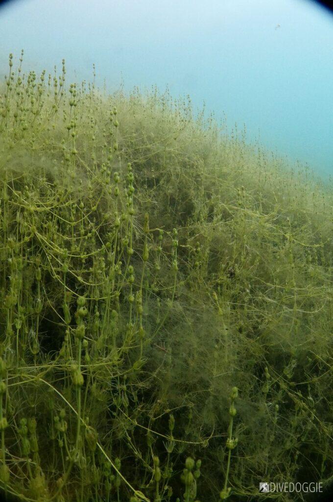 Freshwater green algae - looks like Stonewort?