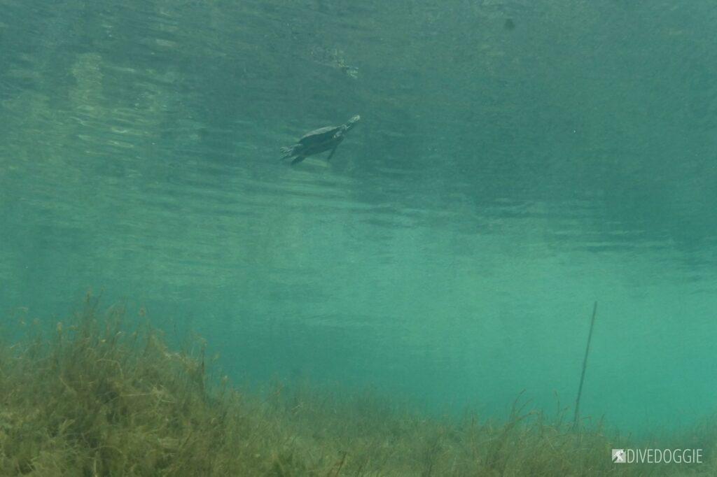 Freshwater turtle.
