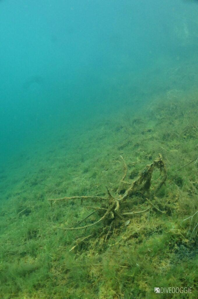 Underwater remnants of a plant. Possibly tumbleweed?