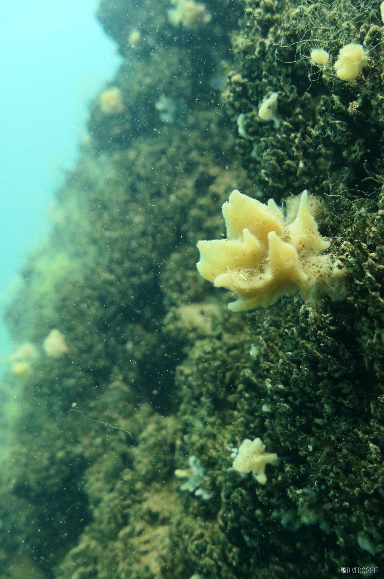 Freshwater sponge.
