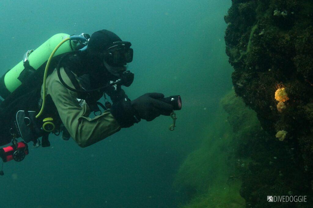 Scuba diver looking at a freshwater sponge.