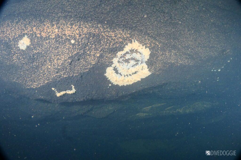 Freshwater sponge patterns.