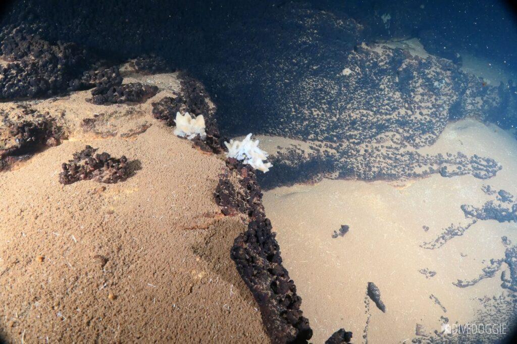 Freswater sponges at 90' below the surface.