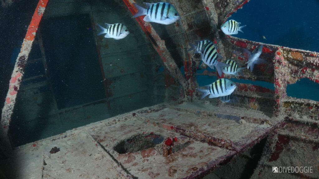 Sergeant Majors swim inside a DC3 Airplane wreck.