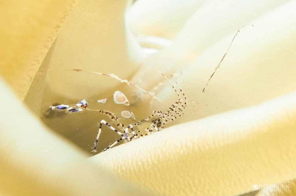 Anenome Shrimp