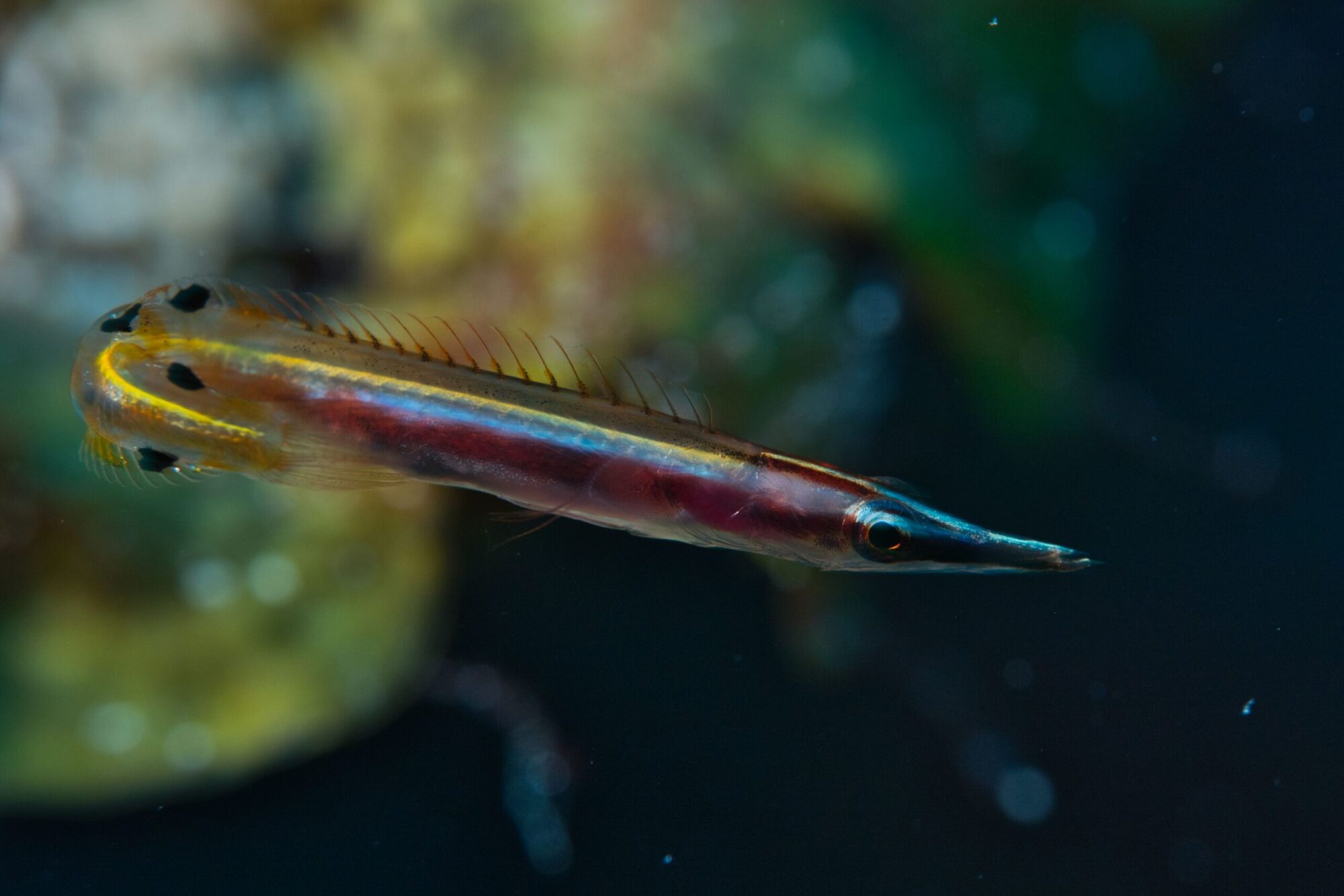 Arrow blenny