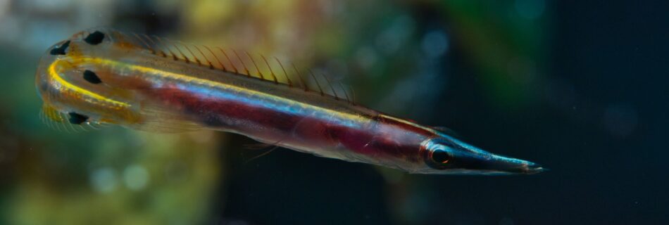 Arrow blenny