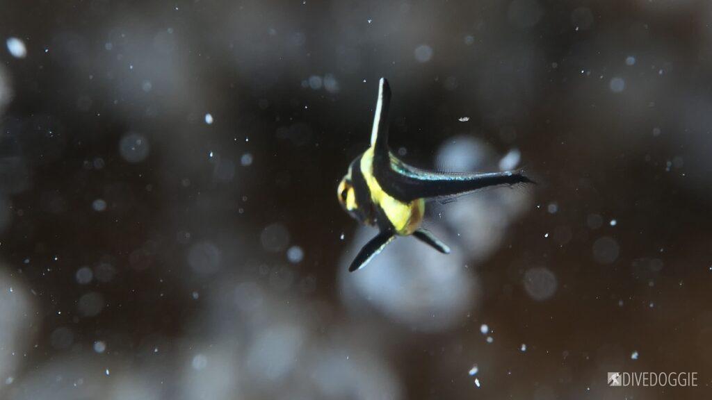 Juvenile Jackknife Fish