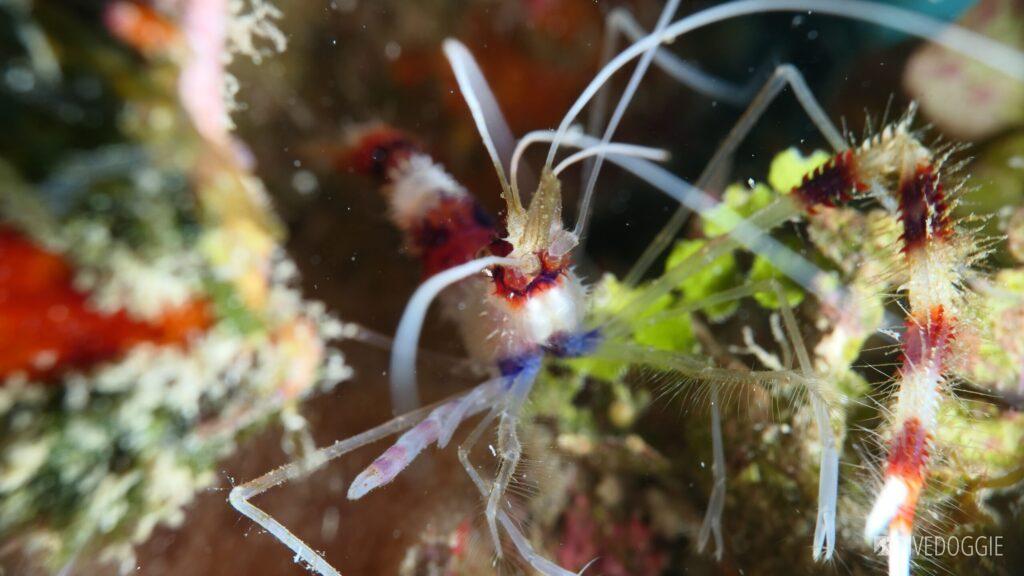 Banded Reef Shrimp.