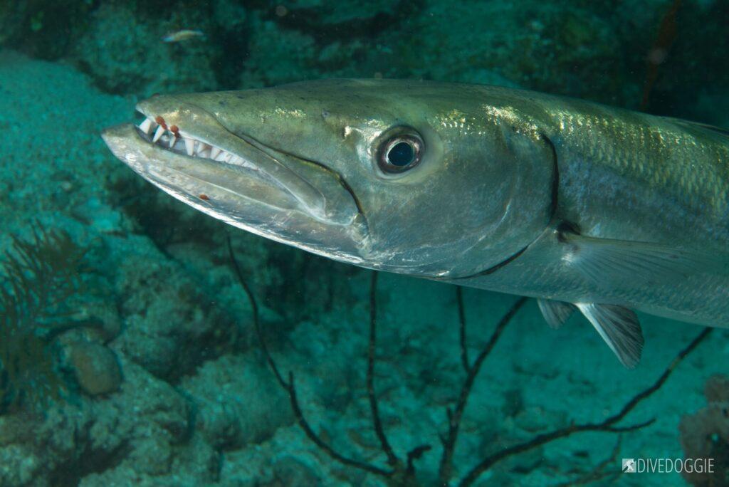Great Barracuda.