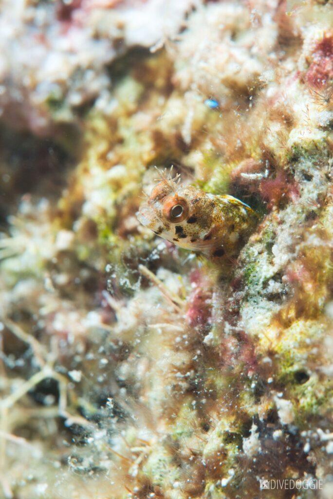 Roughhead Blenny.