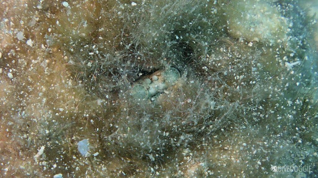 Bullet worm.