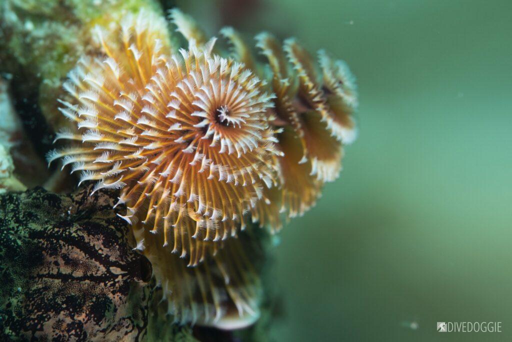 Christmas Tree Worms.