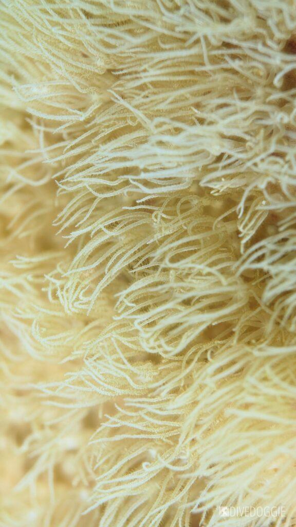 Pillar coral polyps feeding.