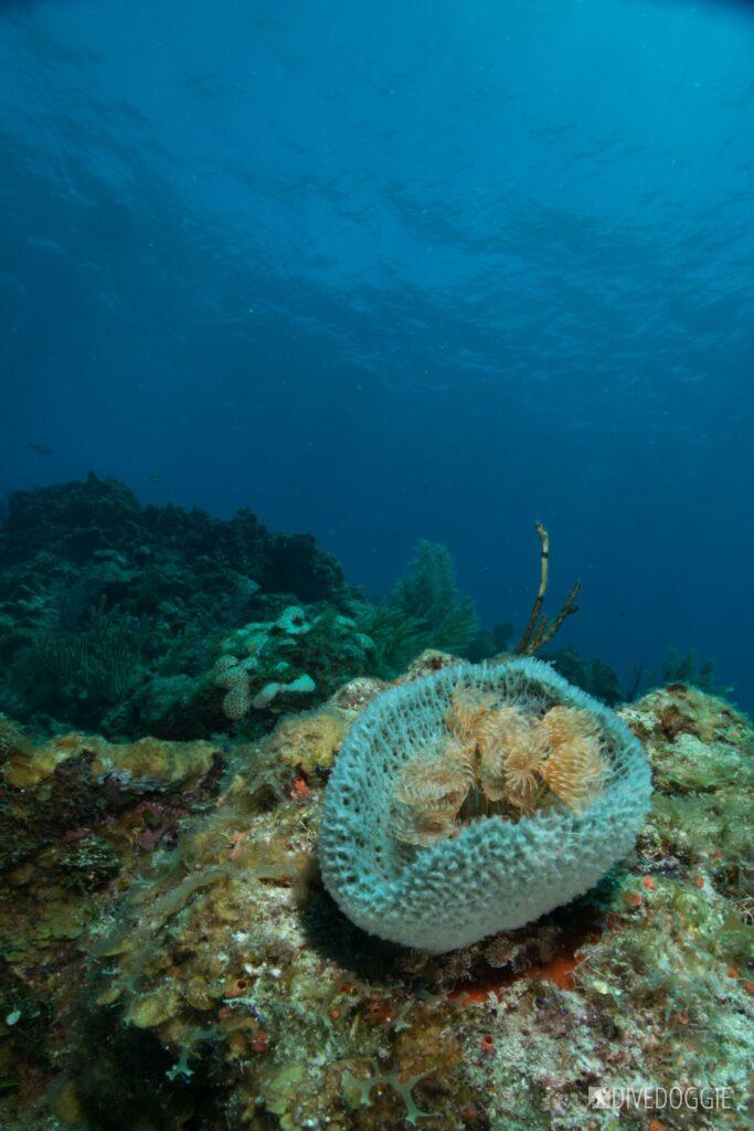Tube worms inside a sponge.
