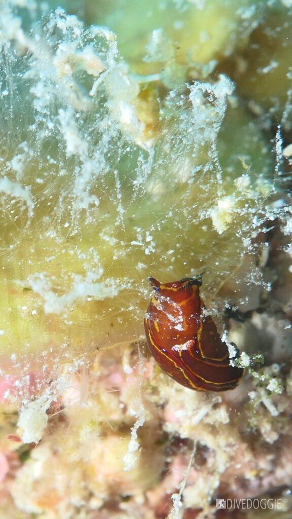 Cuban Aglaja headshield slug