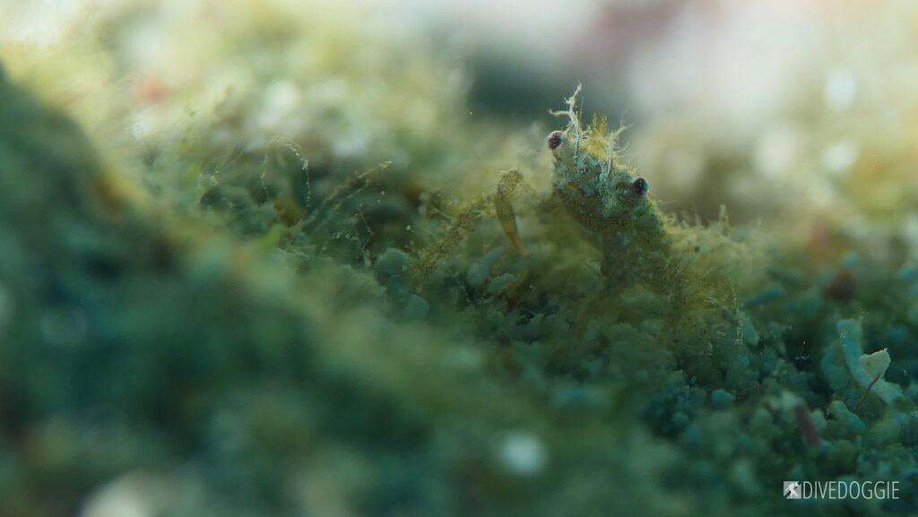 Crab.