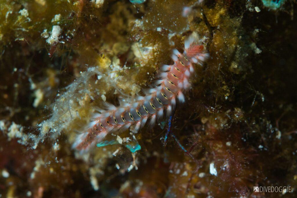 Bearded fire worm.