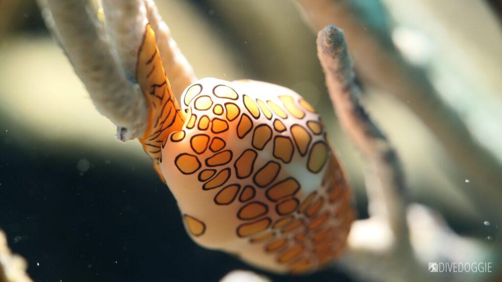 Flamingo Tongue.