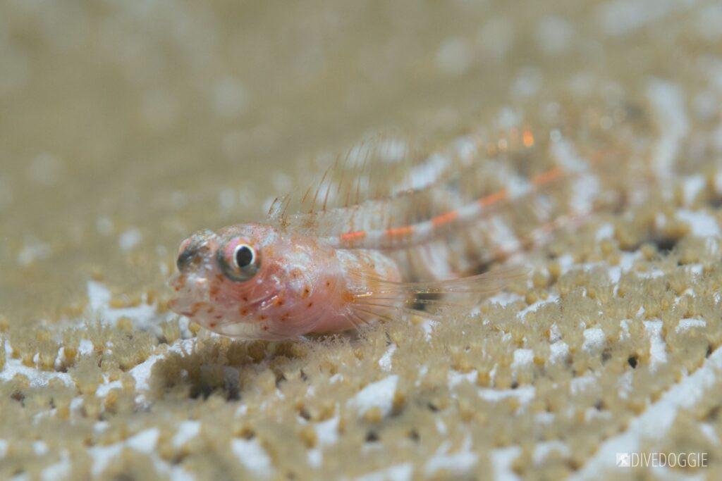 Glass blenny