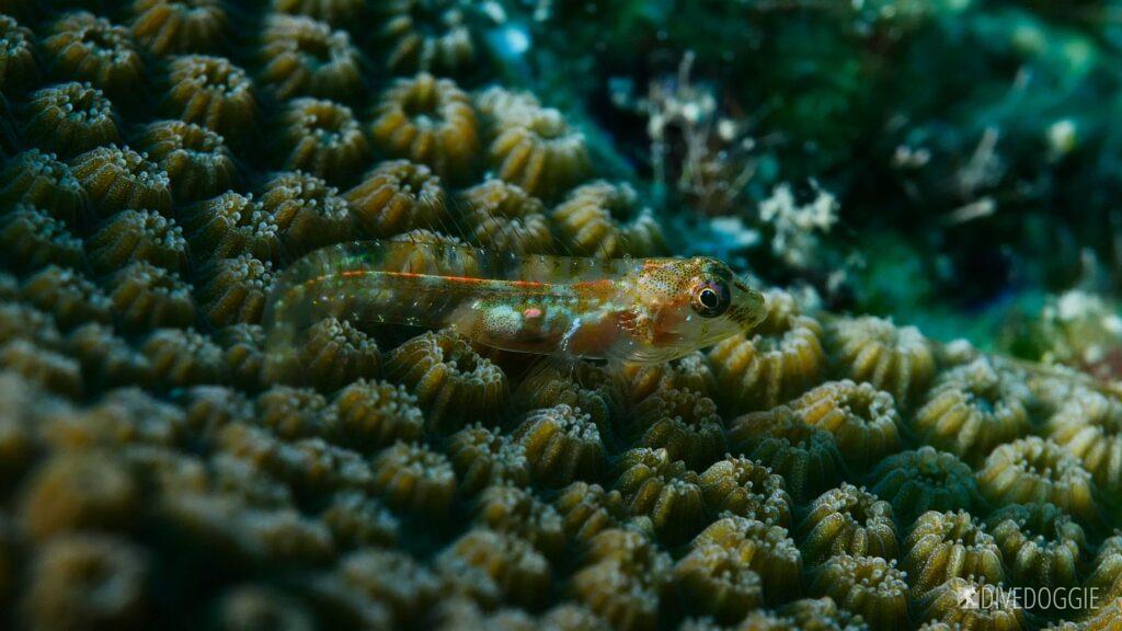 Glass blenny.