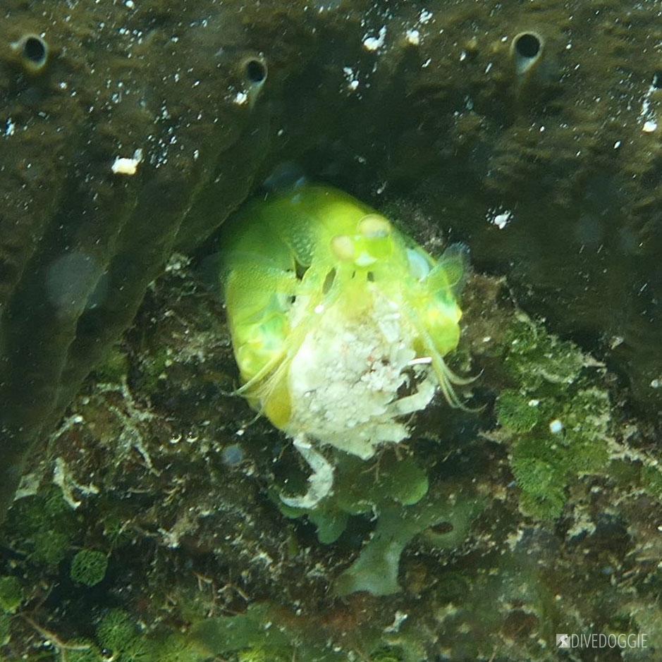 Green mantis shrimp eating a pea crab.