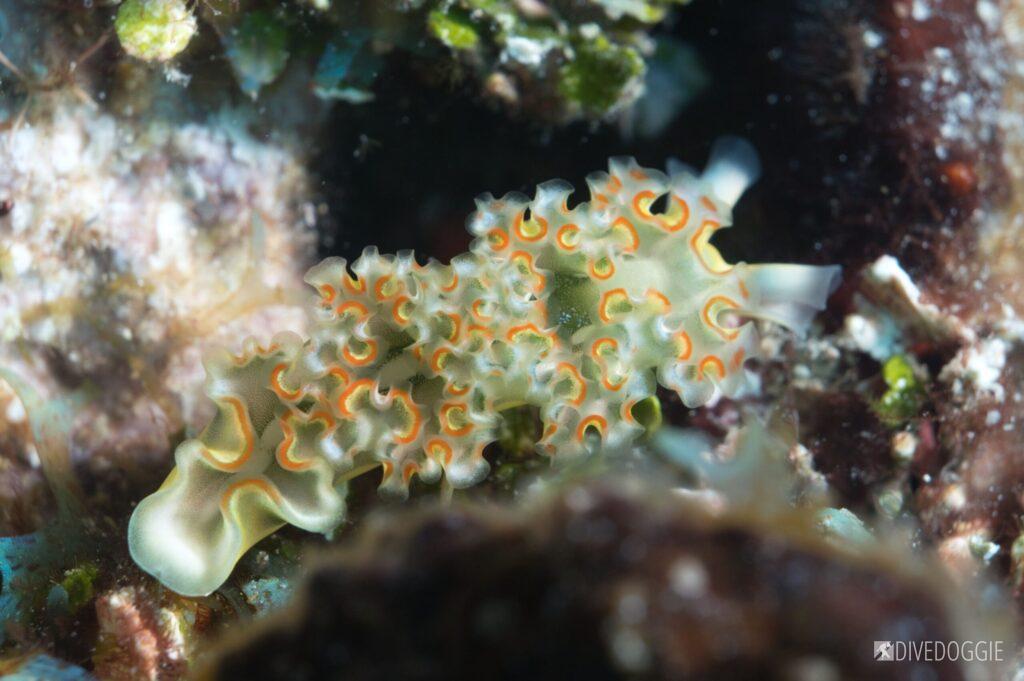 Lettuce Leaf Sea Slug.