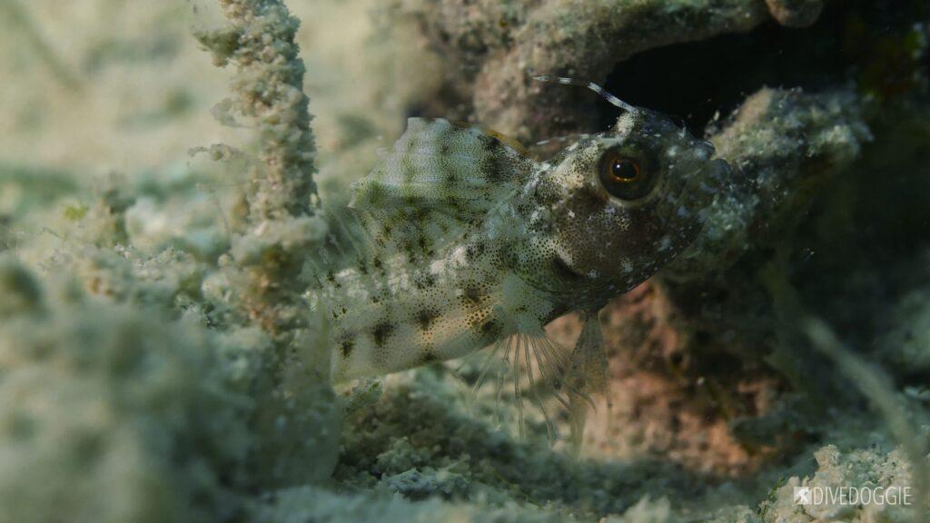 Sailfin blenny (male).