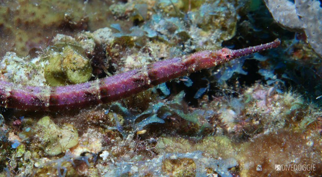 Shortfin pipefish.