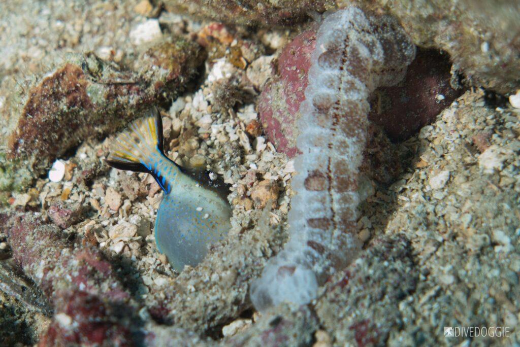 Sea cucumber and sharpnose puffer being eaten by something beneath the sand.